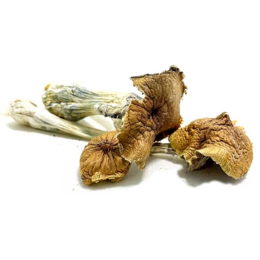 Buy Ecuadorian Magic Mushroom Online Oregon