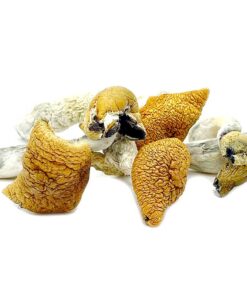 Golden Teacher Magic Mushrooms for Sale in Oregon