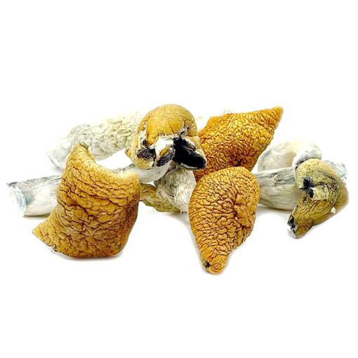 Golden Teacher Magic Mushrooms for Sale in Oregon