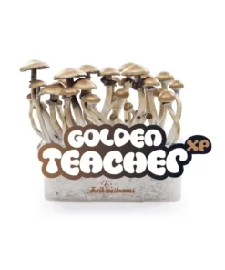 What is FRESH MUSHROOMS GROW KIT ‘GOLDEN TEACHER’?